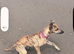 Whippet x Italian greyhound girl
