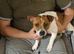 Jack russell terrier 10months