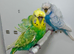 Pair of Helicopter budgies (hagoromo) for sale