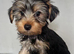 Yorkshire Terrier Puppies