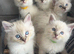 Ragdoll kittens