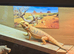 Bearded dragon seeking new home