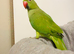 Untame Indian Ringneck 100&pound; only