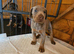 Top Quality KC'D Stunning Chunky Dobermann pups