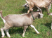 Fabulous Entire Intact Toggenburg Billy Goat Kid - Father Pedigree