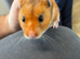 Syrian hamster