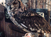 Beautiful unrelated pair of Spotted African Eagle Owls