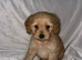 Cockapoo puppy's for sale