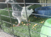 Pakistani pigeon for sale