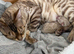Pure Snow Lynx Bengal Kitten, Ready Now!