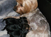 2 loveable boy yorkshire terrier x mini yorkies