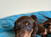 Beautiful Dachshund Puppies