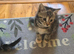 Kittens for sale