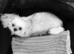 Five Beautiful White Imperial / Tea- Cup Shih Tzu&rsquo;s