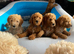 9 weeks old ready for their new home ,