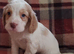 Cocker spaniel