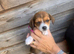 Jackawawa puppies. beautiful.