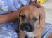 Male Mixed breed puppy for sale in oxford