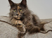 Female mainecoon cat