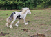 8mth old colt colored cob