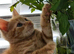 Kittens ready now