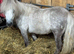 Shetland gelding looking for the right home
