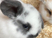 Beautiful Mini Lop Kits