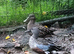 ***breeding pair new zealand shovelers***