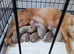Jackawawa pups