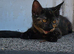 Tortoishell girl 9,5 weeks