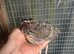 Hatching eggs