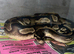 4 year old female ball python