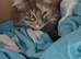 Female cat