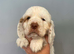 RKC Registered Show Clumber Spaniels