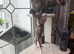 Male Sphynx Pied kittens for sale
