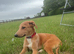 Lurcher puppy