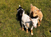 3 Beautiful Pygmy Goats avaialble now