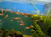 Redcap guppies