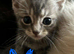 Half ragdoll kittens