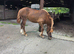 Chestnut make 15hh