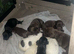 SPROCKER SPANIEL PUPPIES READY TO GO