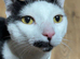 4 Male Cats For Sale