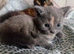 Kitten for sale