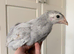 Lavender Leghorn Growers (Unsexed)