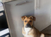 BLACK MOUTH CUR
