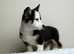 ️Beautiful Cardiganshire Corgi Puppies️