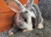 Male Rabbits