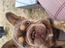 Big rope french bulldog