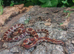 Corn Snakes at Birmingham Reptiles