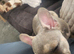 Stunning french bull dog pul